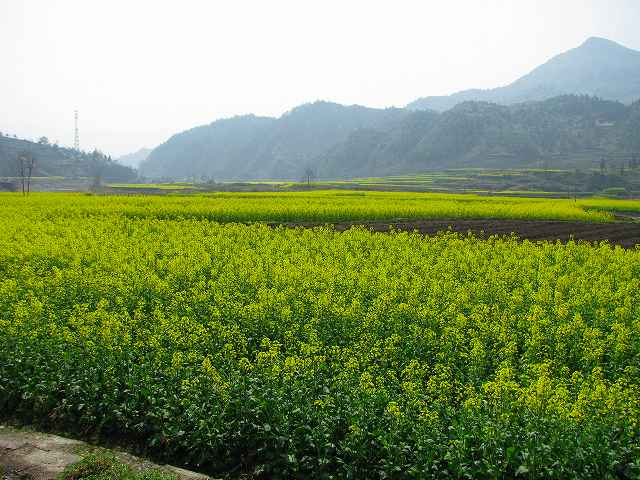 婺源